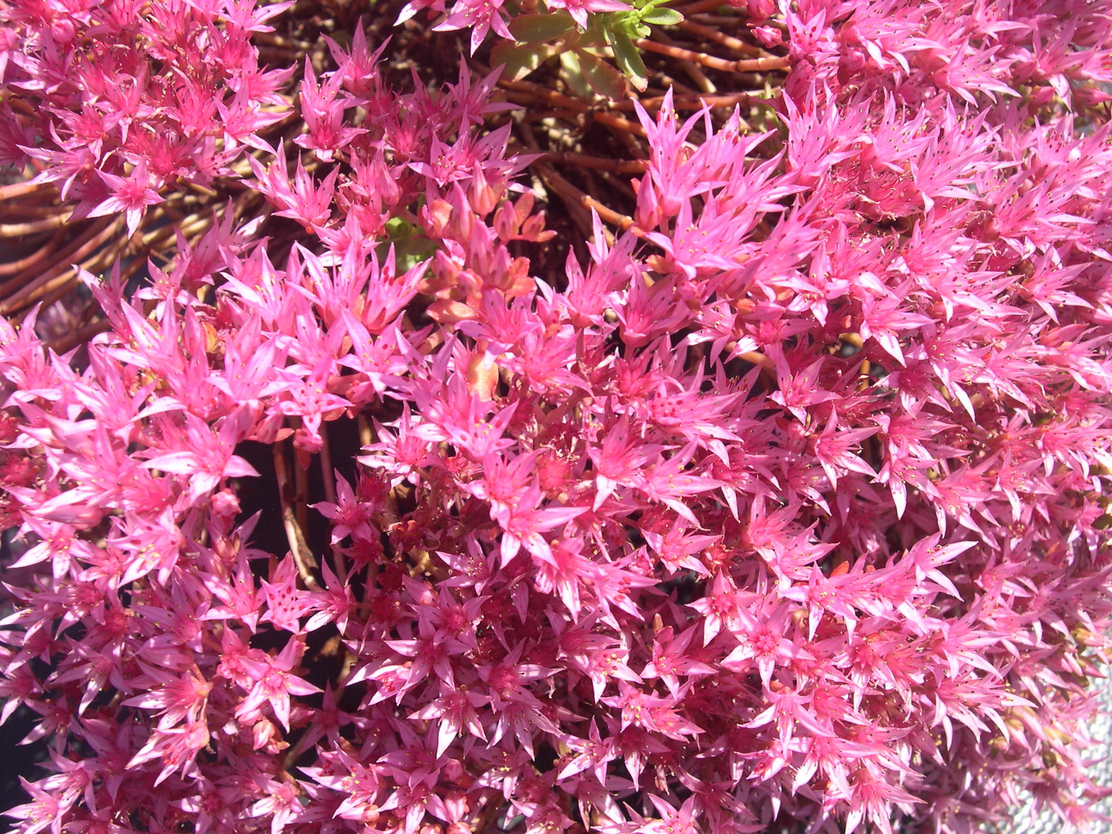 Sedum spurium 'Raspberry Red' 7-20-08 (1)