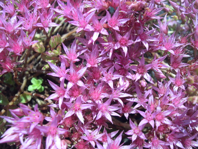 Sedum spurium 'Raspberry Red' 7-20-08 (2)