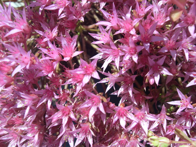 Sedum spurium 'Raspberry Red' 7-20-08 (3)