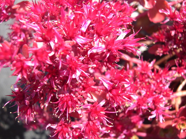 Sedum spurium 'Red Carpet' 7-20-08 (1)