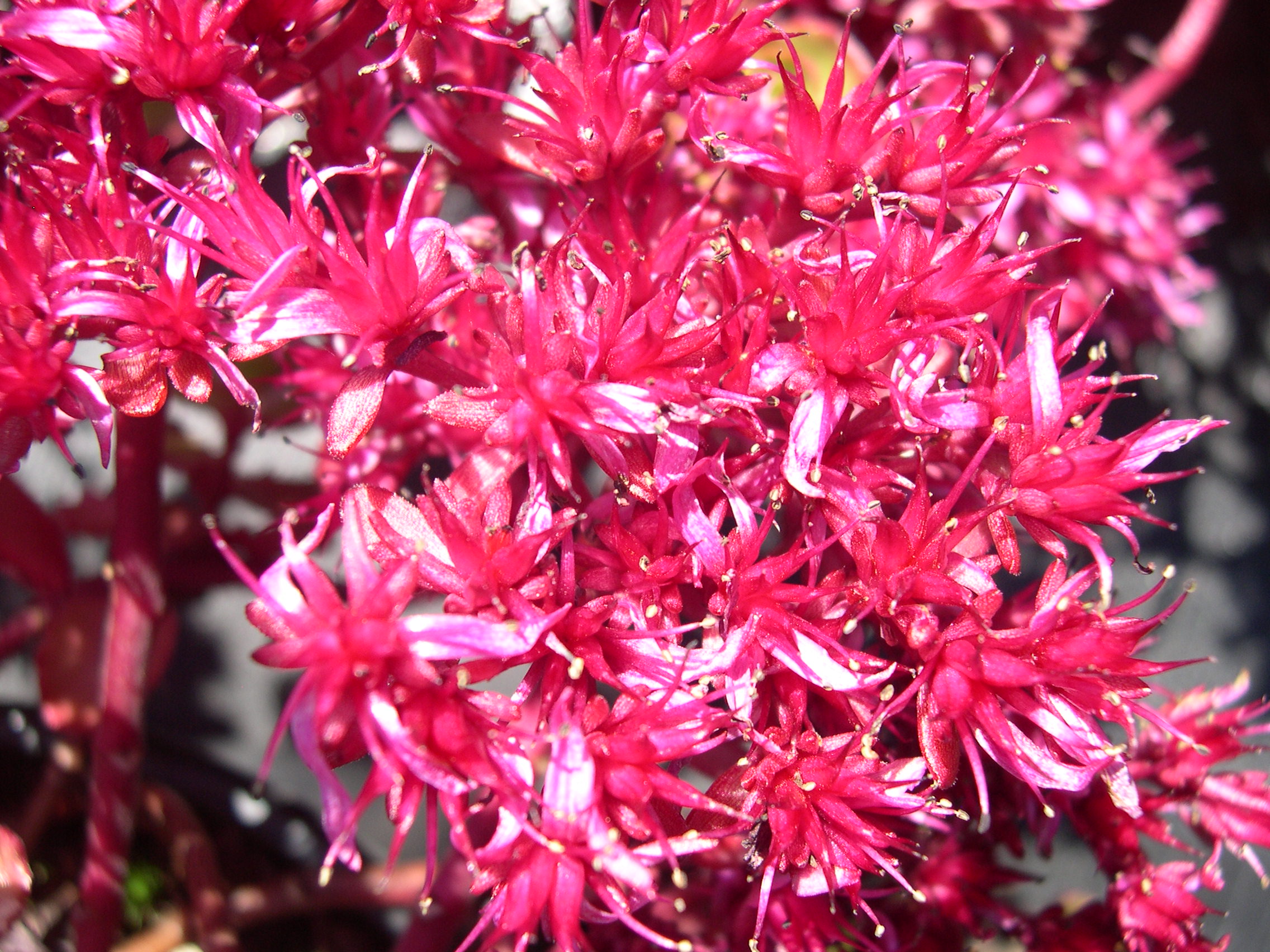 Sedum spurium 'Red Carpet' 7-20-08 (2)