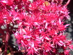 Sedum spurium 'Red Carpet' 7-20-08 (2)