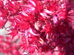 Sedum spurium 'Red Carpet' 7-20-08 (3)