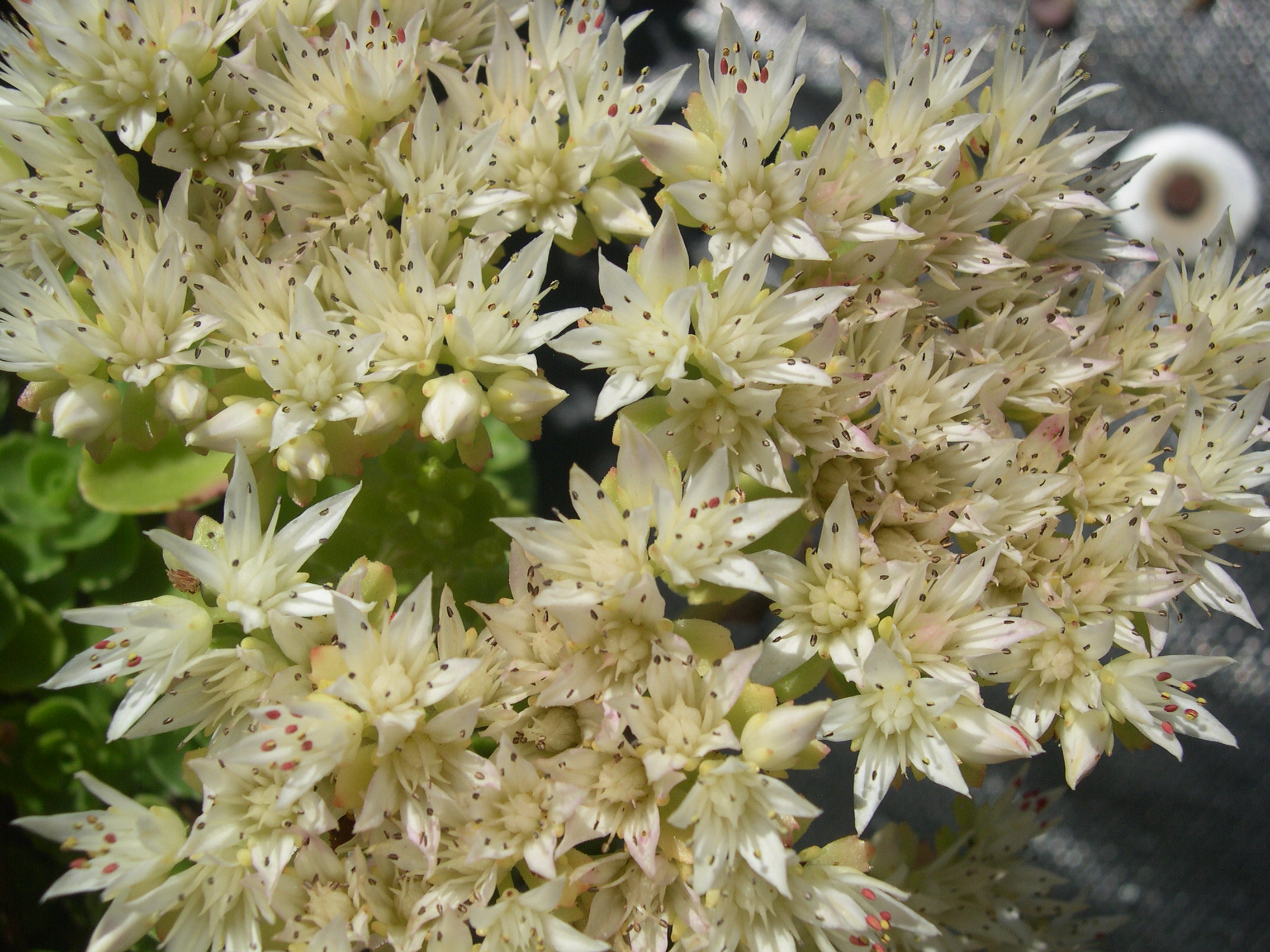 Sedum spurium 'Rotraut' 7-20-08 (3)