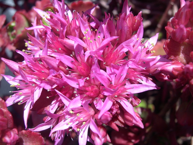 Sedum spurium 'Ruby Mantle' 7-20-08 (1)