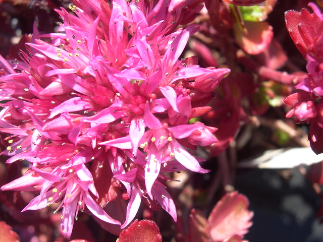 Sedum spurium 'Ruby Mantle' 7-20-08 (2)