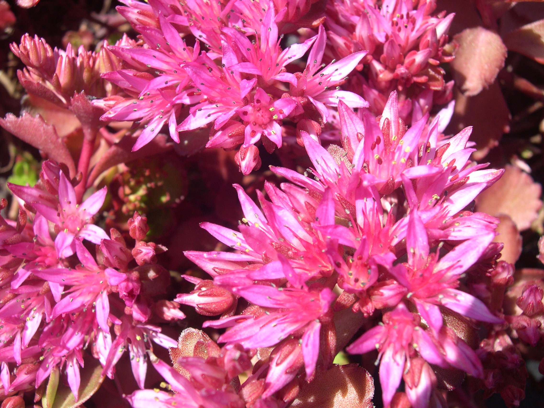 Sedum spurium 'Ruby Mantle' 7-20-08 (3)