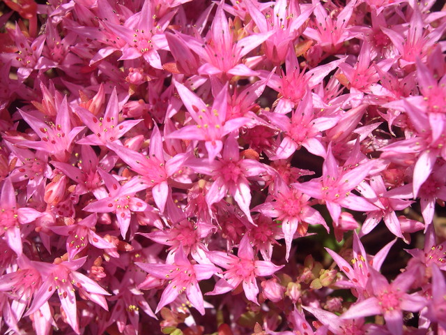 Sedum spurium 'Salmoneum' 7-20-08 (2)