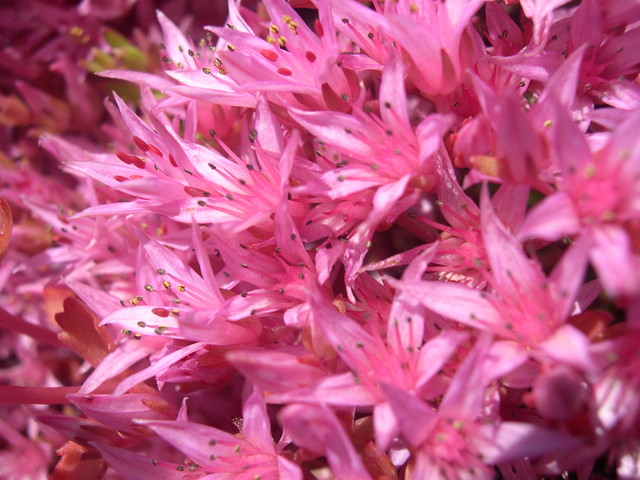 Sedum spurium 'Salmoneum' 7-20-08 (3)