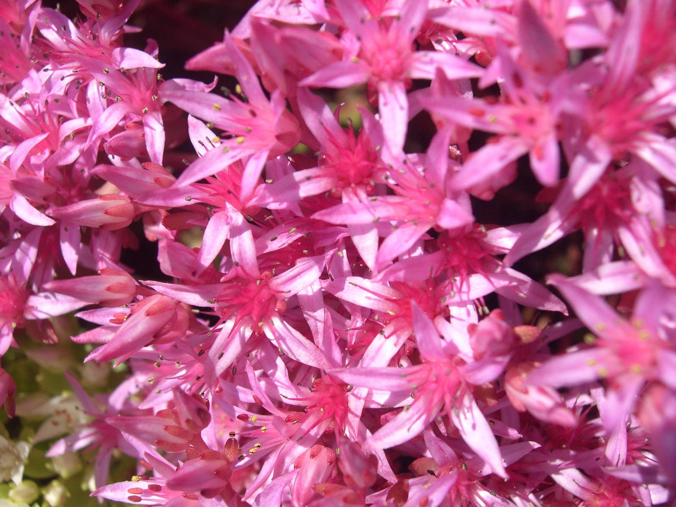 Sedum spurium 'Schorbuser Blut' 7-20-08 (2)