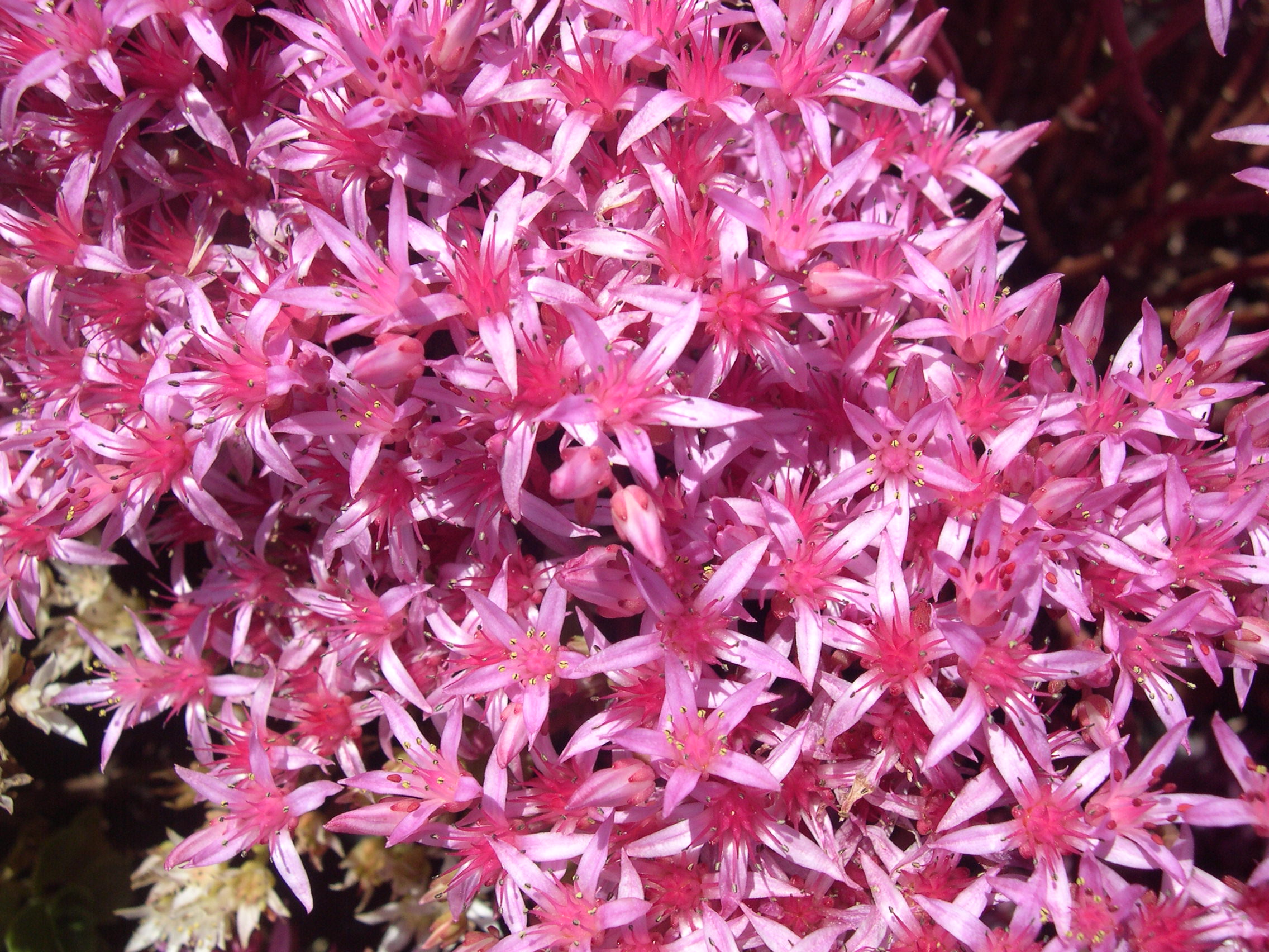 Sedum spurium 'Schorbuser Blut' 7-20-08 (4)