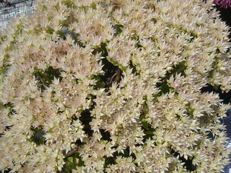 Sedum spurium 'Splendens' 7-20-08 (1)