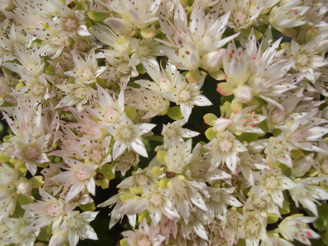 Sedum spurium 'Splendens' 7-20-08 (2)