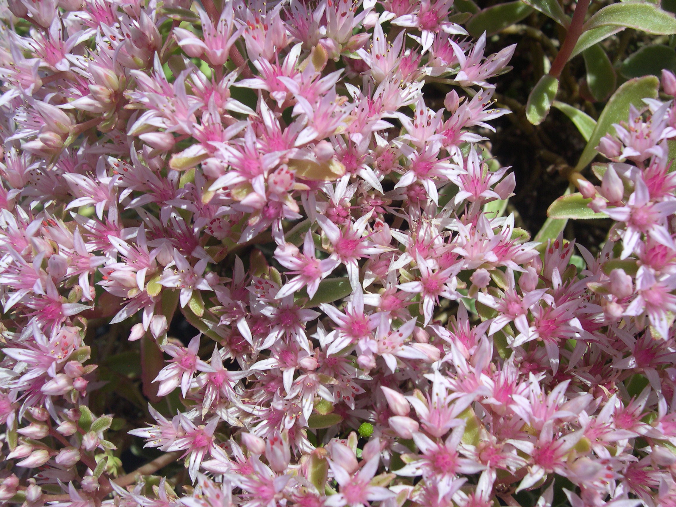 Sedum spurium 'Tricolor' 7-20-08 (1)