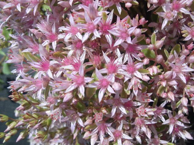 Sedum spurium 'Tricolor' 7-20-08 (2)