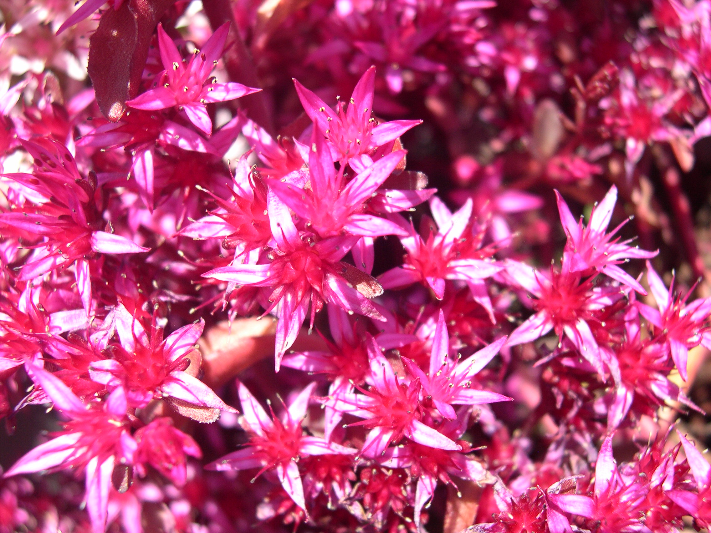 Sedum spurium 'Voodoo' 7-20-08 (1)