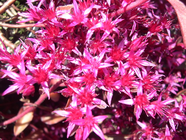 Sedum spurium 'Voodoo' 7-20-08 (2)