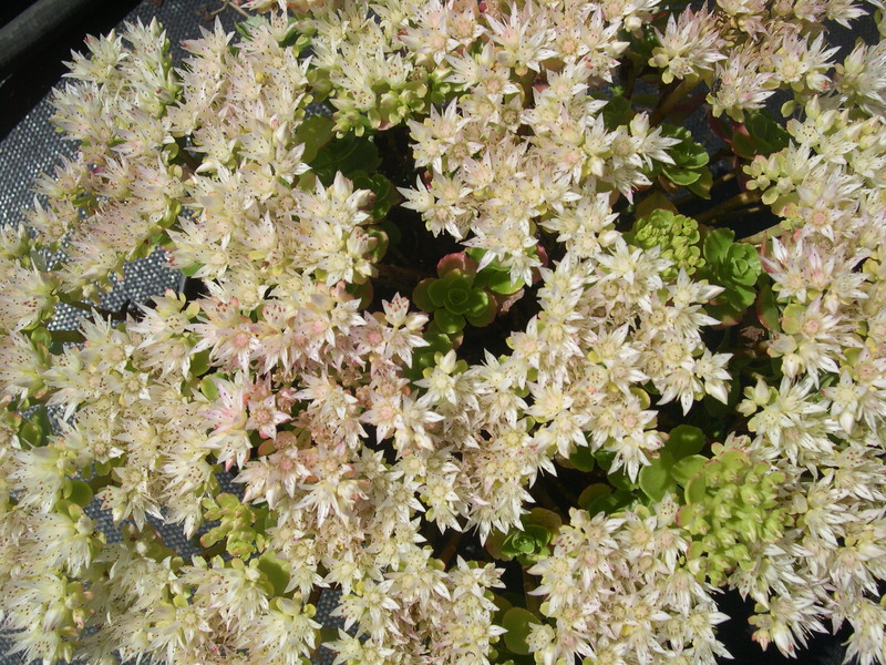 Sedum spurium from Turkey 7-20-08 (1)