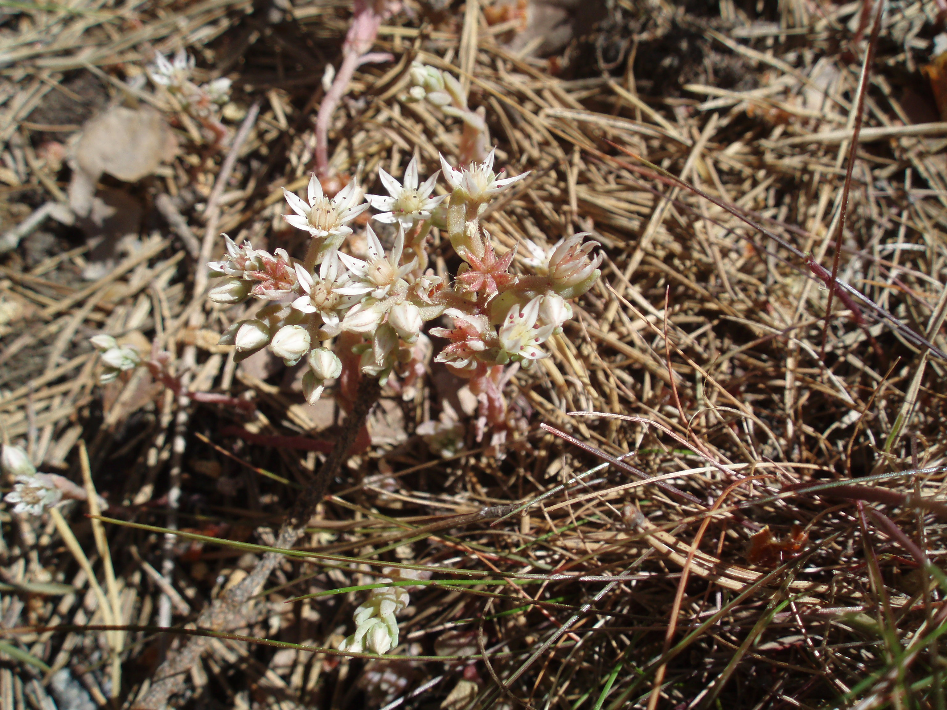 Mystery Plant 3