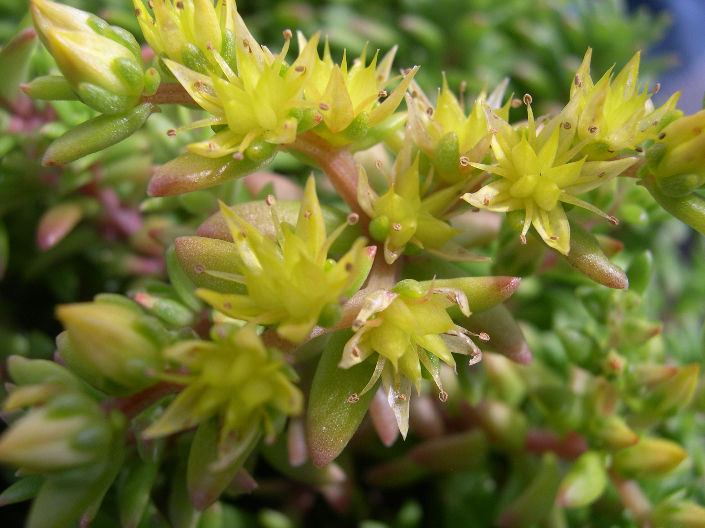 Sedum affin tricarpum (3)