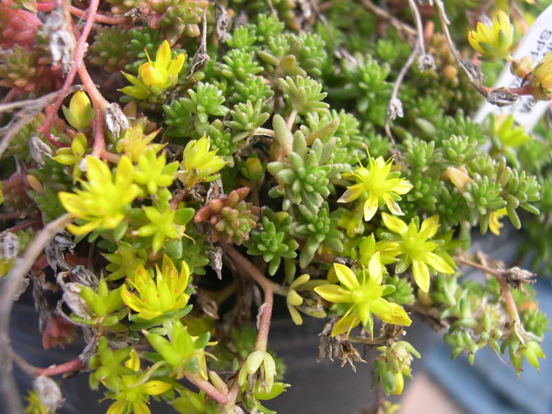 Sedum affin subtile (1)