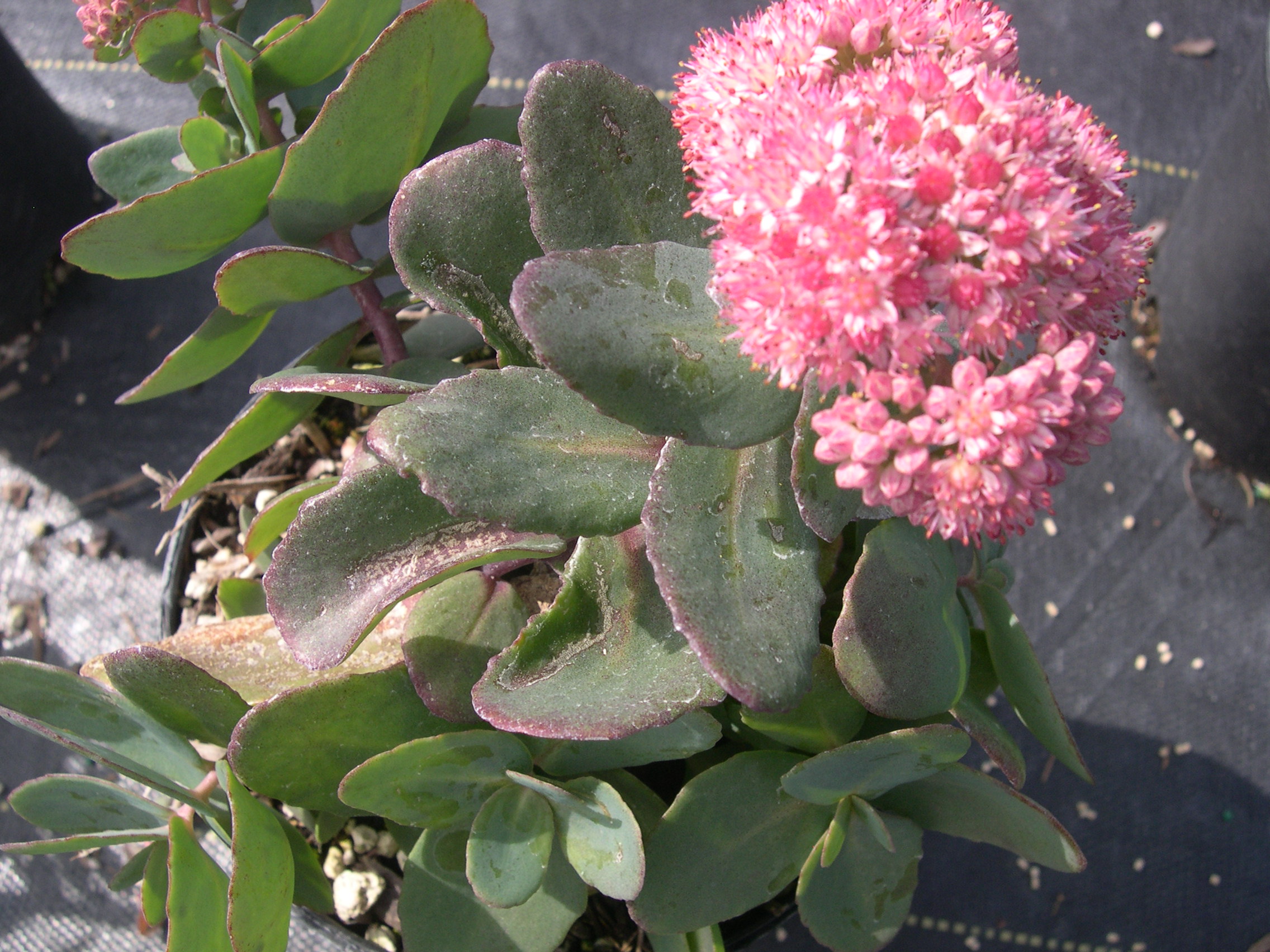 Sedum 'Aquarel' (1) (Hylotelephium)