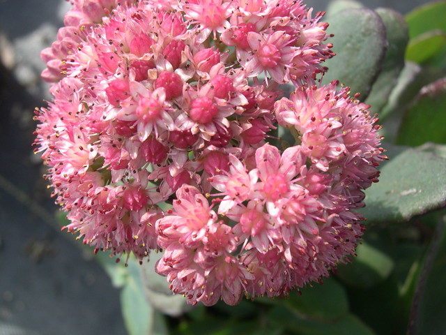 Sedum 'Aquarel' (2) (Hylotelephium)