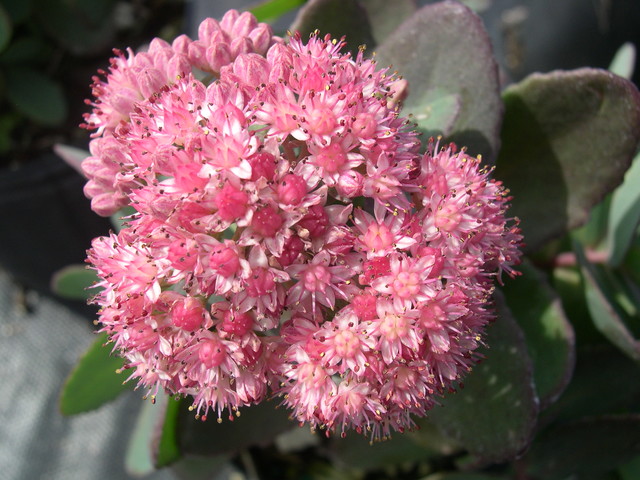 Sedum 'Aquarel' (3) (Hylotelephium)