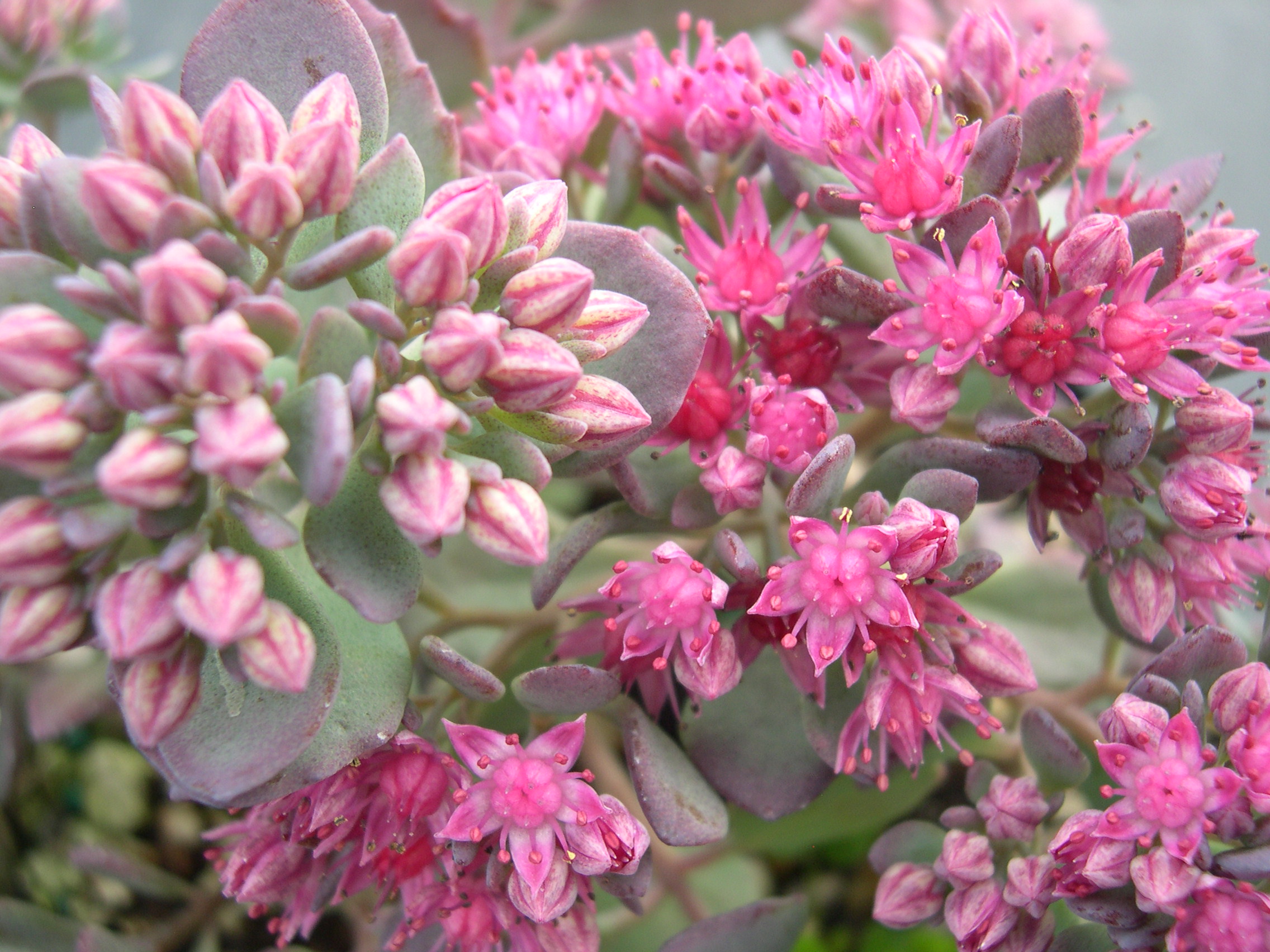 Sedum cauticola 'Bertram Anderson' (4) (Hylotelephium cauticola 'Bertram Anderson')