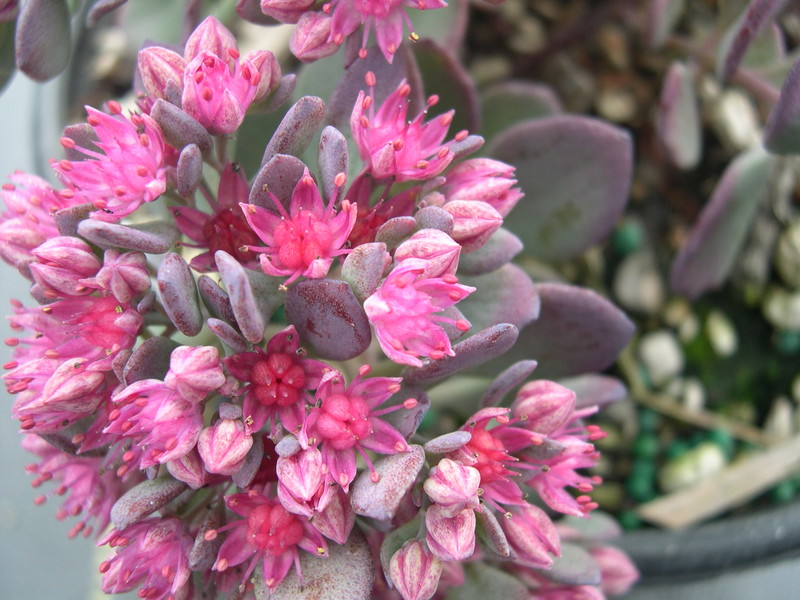 Sedum cauticola 'Bertram Anderson' (5) (Hylotelephium cauticola 'Bertram Anderson')