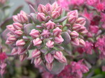 Sedum cauticola 'Bertram Anderson' (3) (Hylotelephium cauticola 'Bertram Anderson')