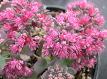 Sedum cauticola 'Bertram Anderson' (6) (Hylotelephium cauticola 'Bertram Anderson')