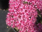 Sedum 'Cloud Walker' (1) (Hylotelephium)