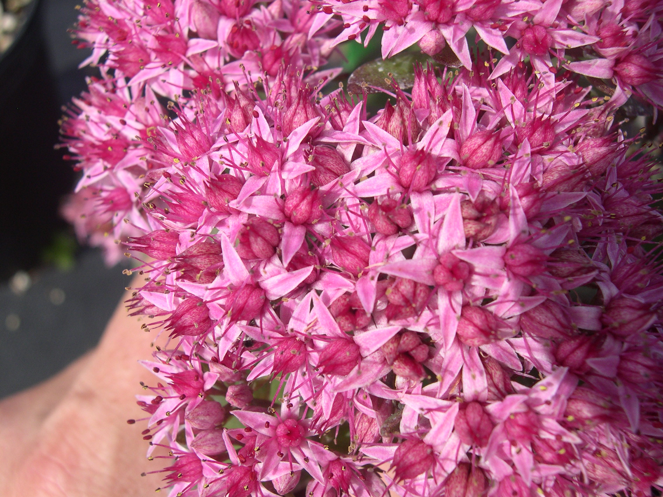 Sedum 'Cloud Walker' (2) (Hylotelephium)