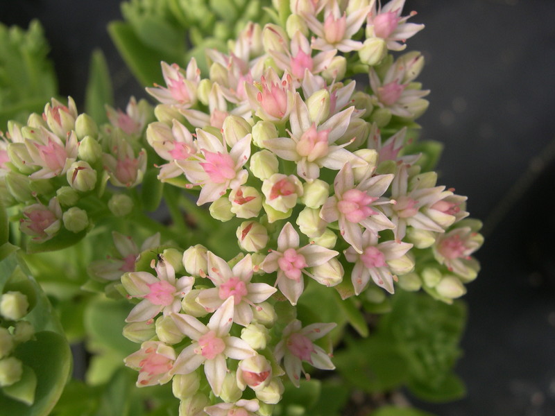 Sedum erythrostictum mediovariegatum (2) Hylotelephium erythrostictum mediovariegatum