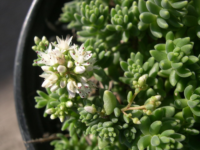 Sedum gypsicola (4)