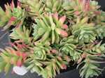 Sedum palmeri from Guatemala (5)