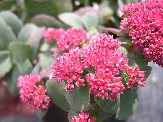 Sedum telephium 'Red Cauli' (2) Hylotelephium telephium 'Red Cauli'