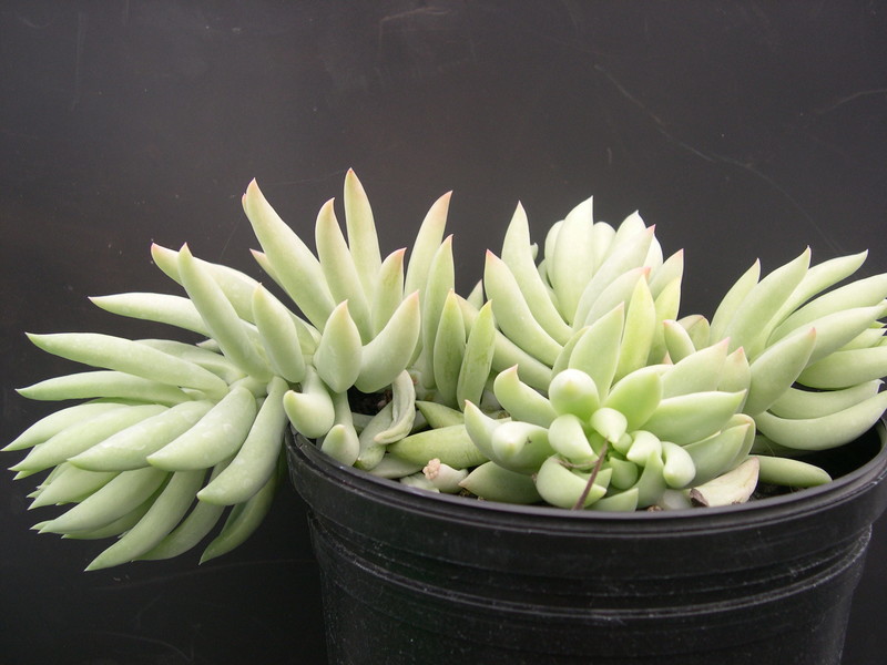 Sedum 'Brazil'