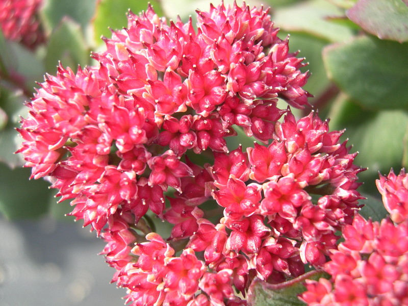 Sedum telephium 'Red Cauli' (3) Hylotelephium telephium 'Red Cauli'