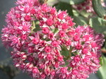 Sedum spectabile 'Abbeydore' (1) Hylotelephium spectabile 'Abbeydore'