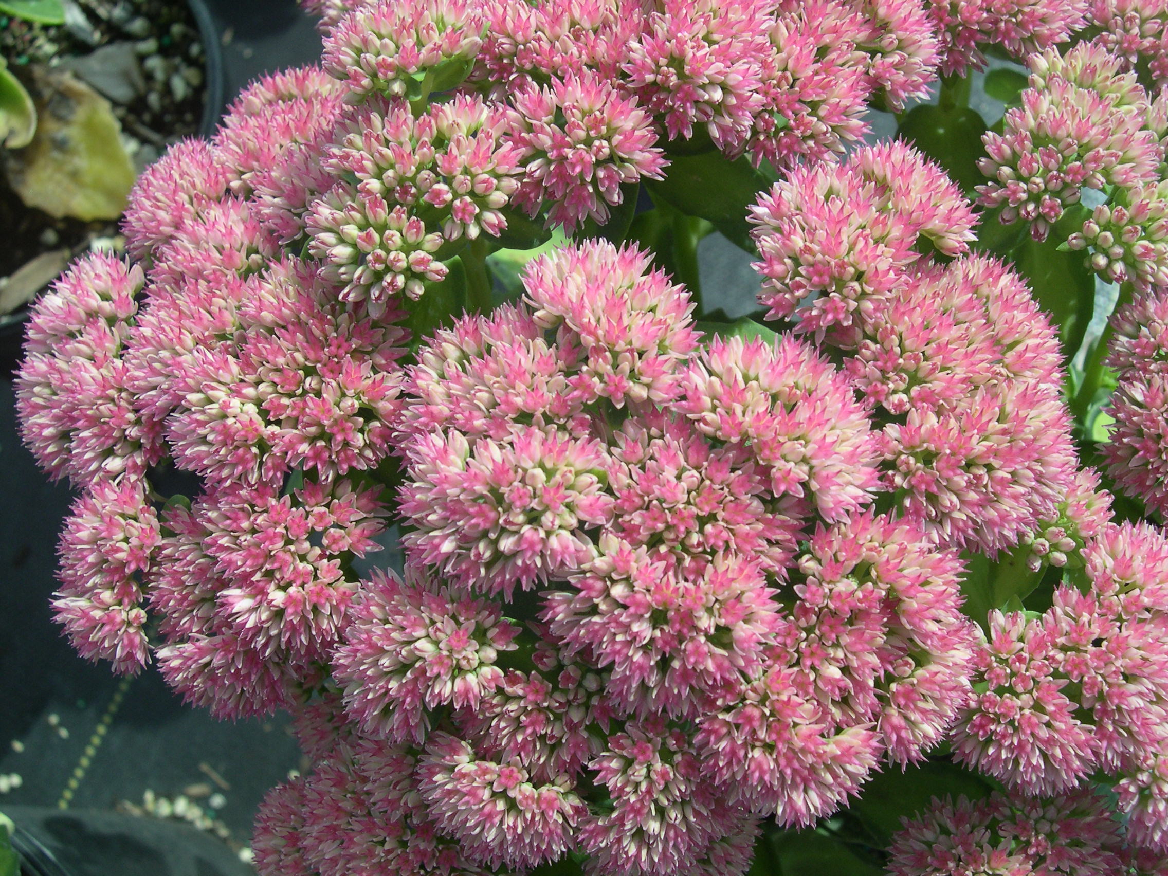 Sedum telephium 'Autumn Delight' (1) (Hylotelephium telephium 'Autumn Delight')