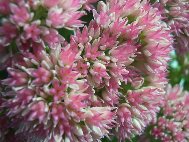 Sedum telephium 'Autumn Delight' (2) (Hylotelephium telephium 'Autumn Delight')