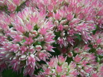 Sedum telephium 'Autumn Delight' (3) (Hylotelephium telephium 'Autumn Delight')