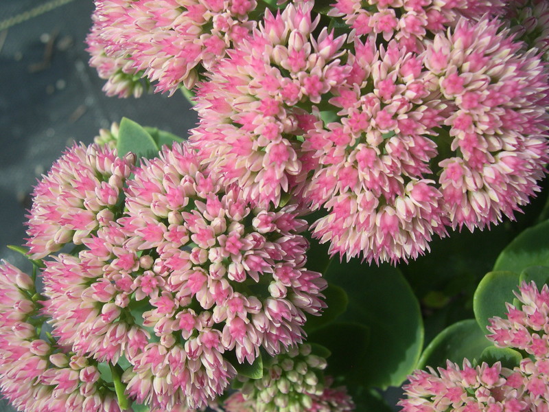 Sedum telephium 'Autumn Fire' (4) (Hylotelephium telephium 'Autumn Fire')