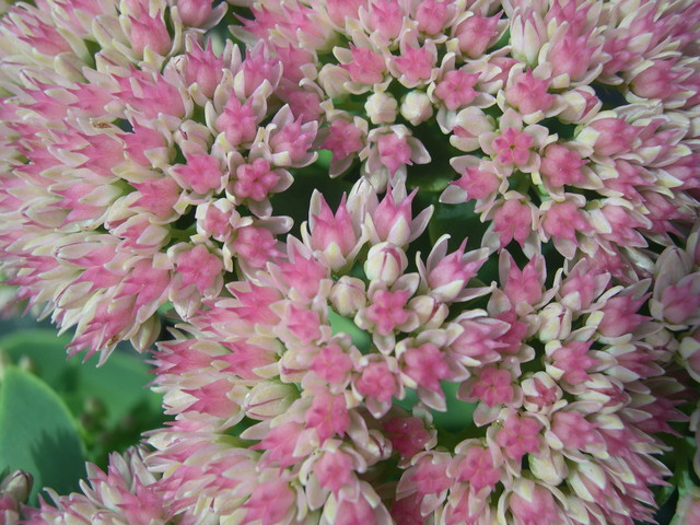 Sedum telephium 'Autumn Fire' (2) (Hylotelephium telephium 'Autumn Fire')