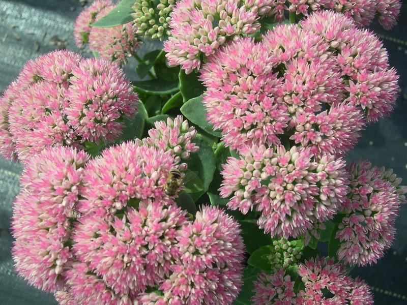 Sedum telephium 'Autumn Fire' (3) (Hylotelephium telephium 'Autumn Fire')