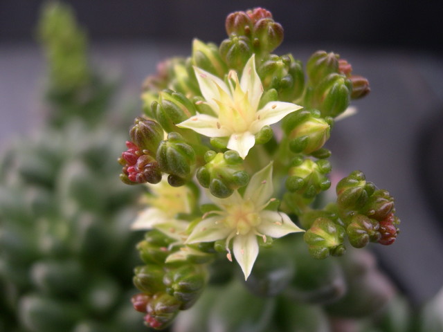 Sedum 'Crocodile' (1) [xCremnosedum 'Crocodile']