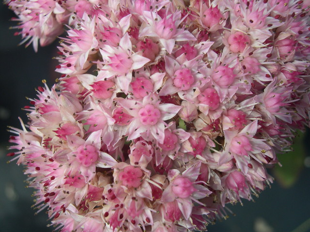 Sedum telephium 'Matrona' (4) (Hylotelephium telephium 'Matrona')