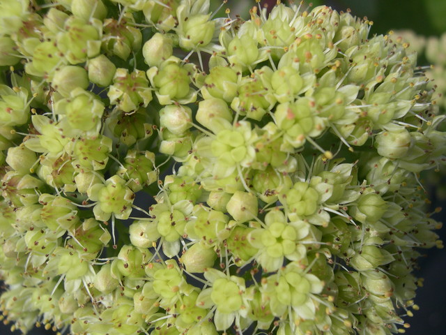 Sedum telephium maximum (1) Hylotelephium telephium maximum